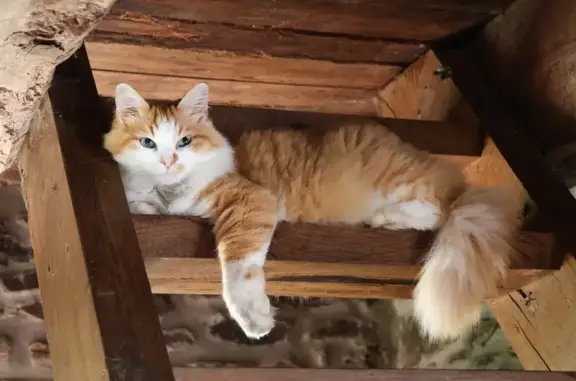 Chat roux et blanc perdu à Quessoy - photo