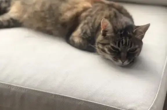 Animaux trouvés , photo: Chatte tigrée câline trouvée à La Roque-sur-Cèze