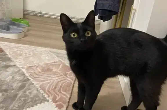 Animaux perdus Schiltigheim, photo: Chatte perdue à Bischheim : NINA, craintive