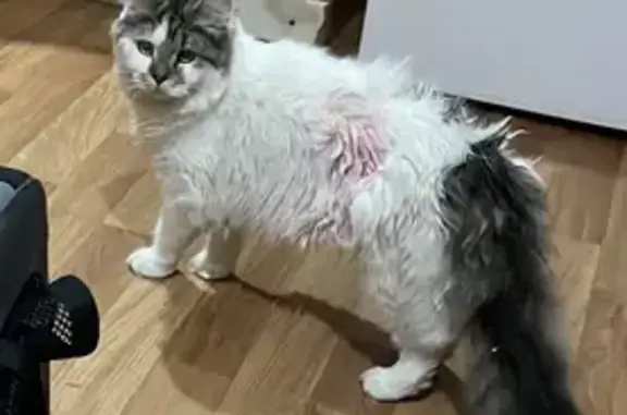Gatos perdidos, Alhaurin el Grande, foto: Gata Blanca y Gris Perdida en Alhaurín