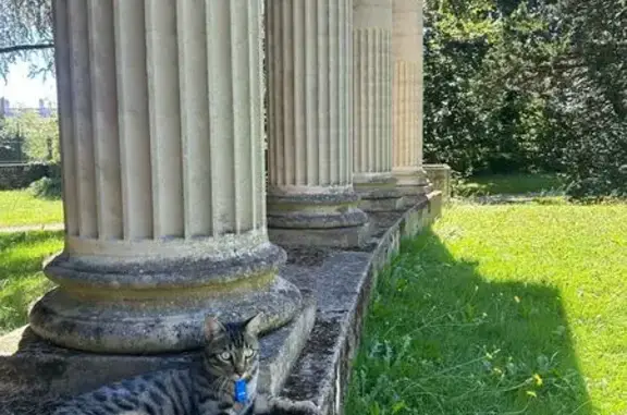 Animaux perdus Buc, photo: Chatte Lulux perdue à Jouy-en-Josas