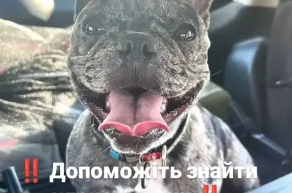 Зникла собака в Київській області: марле, пепельна