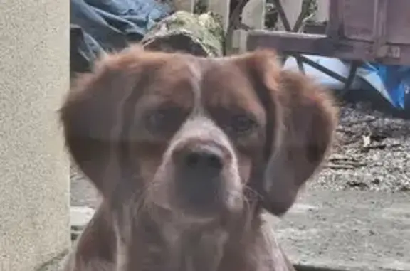 Animaux perdus , photo: Épagneul breton perdu à Auch, 3 ans