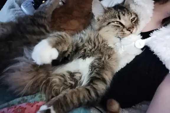 Lost Skittish Cat in Litchfield, ME