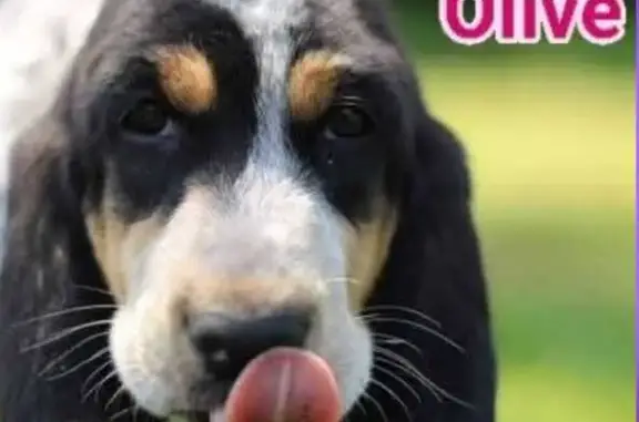 Chien perdu , photo : Chiot croisé perdu à Autrans-Méaudre