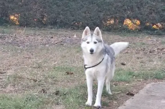 Husky perdue à Brevainville, rue de Binas - photo