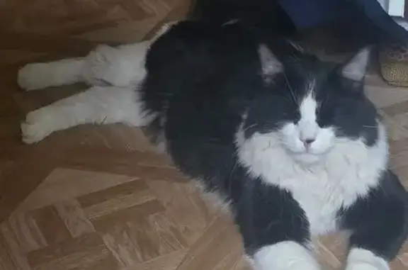 Lost: Black & White Cat, Walker Ave NW