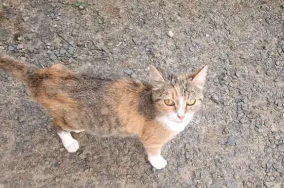Chat trouvé , photo: Chatte tricolore sociable trouvée à Champrepus