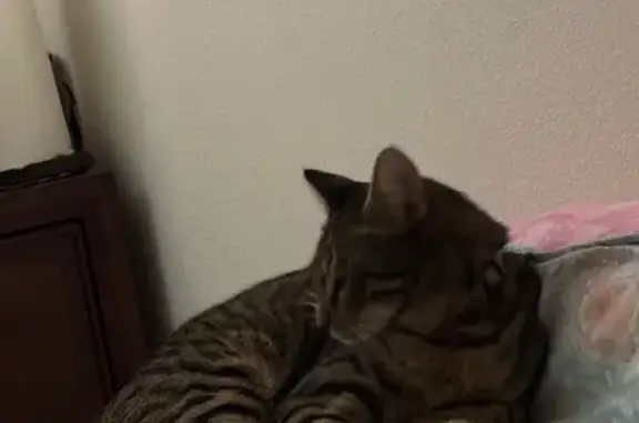 Lost Brown Tabby: Friendly, Blue Collar