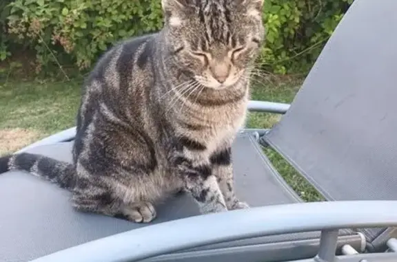 Chat perdu au Havre, puce et castré - photo
