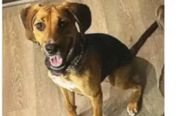 Lost Dog Near Lake George - Help Needed!