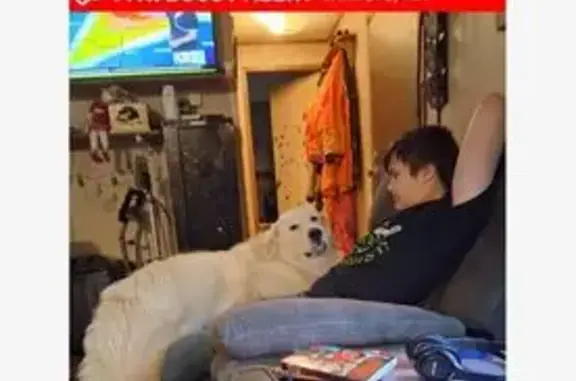 Missing dog , photo: Lost Dog Alert in Williford, AR