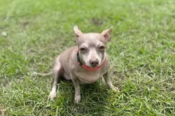 Missing dog New Orleans, photo: Lost Elderly Chihuahua in New Orleans