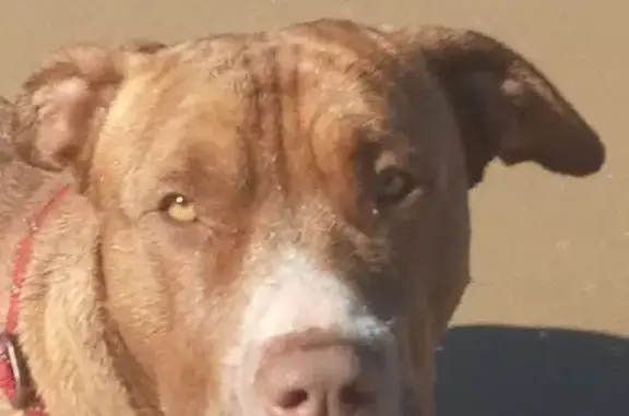 Lost: Louie, Big Red Pitbull i...