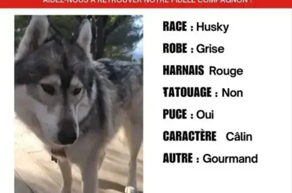 Husky 2 ans perdu à Aix-en-Provence - photo