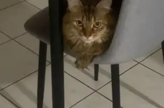 Chat perdu : Tigre, peureuse à Herblay - photo