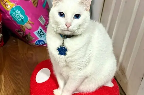 Lost: Coco, Blue-Eyed White Kitten in Miami