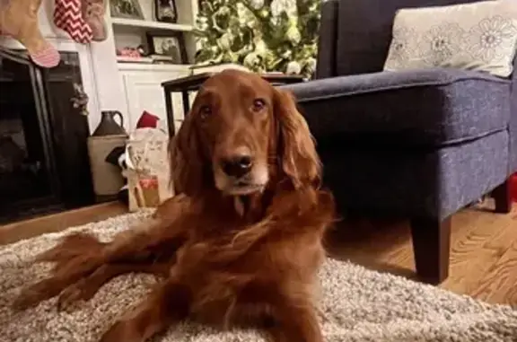 Lost: Sweet Red Setter/Golden Mix