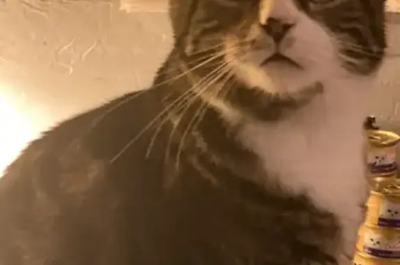 Lost Cat Boo-Boo: Gray Tiger-L...