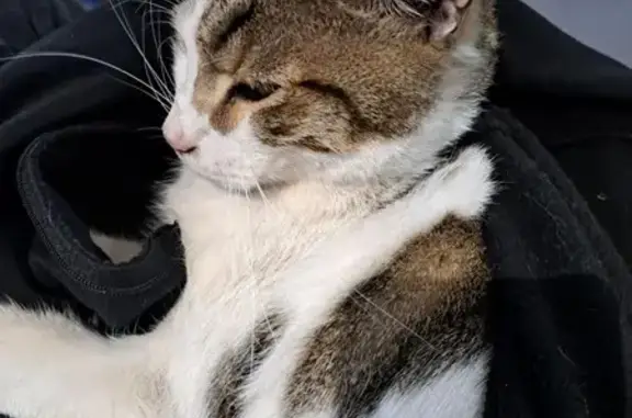 Animaux trouvés , photo: Chat trouvé sans puce ni collier, 5/6 ans