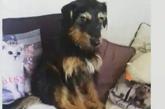Chien perdu: Jock, griffon noir et feu - photo