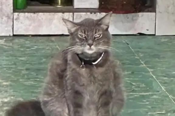 Se Busca: Gata Gris Perdida en...