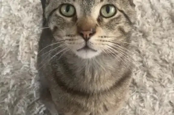 Lost Tabby with Unique Ears - Oak Lawn
