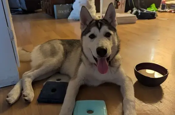 Lost and found pets Sarasota, photo: Found Husky Puppy on Dante Drive, Sarasota