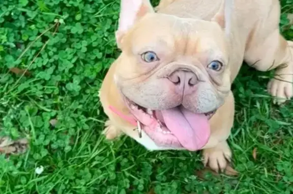 Missing dog New Iberia, photo: Help Find Bugs: Lost Tan French Bulldog