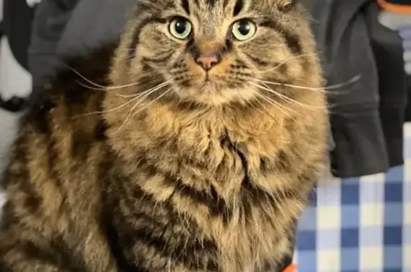 Lost Tabby: Fluffy, Faulkner S...