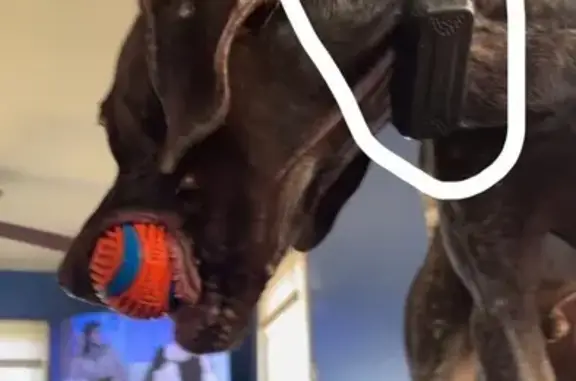 Lost German Shorthaired Pointer: Help!