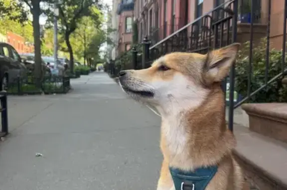 Lost Shiba Inu Mix: Blue Harness, Skittish