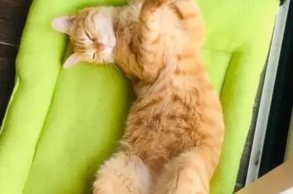 Chat roux perdu à La Boissière-de-Montaigu - photo
