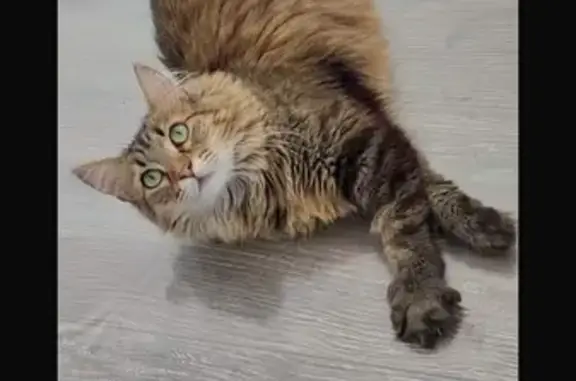 Chat tigré perdu à Amplepuis - photo