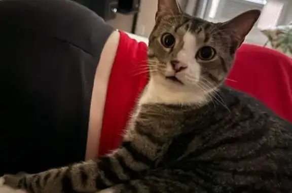 Lost Cat: White-Tipped Tail, Saco Area