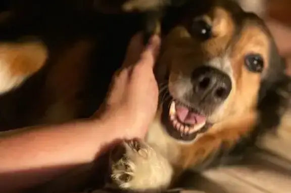 Lost and found pets , photo: Lost Tri Black Aussie in Owensboro, KY
