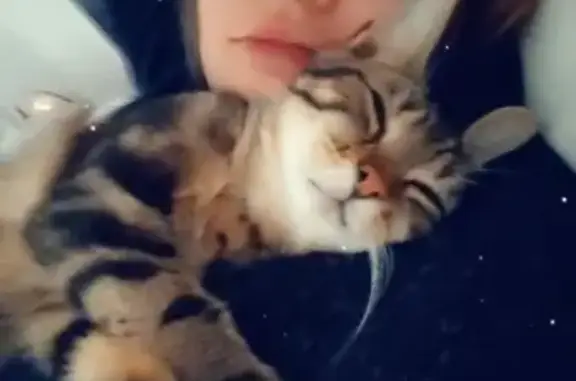 Chat gris tigré perdu à Vire Normandie - photo