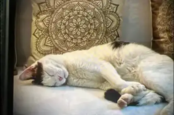 Animaux perdus Rueil-Malmaison, photo: Chat perdu : Tippexx, croisé Maine Coon