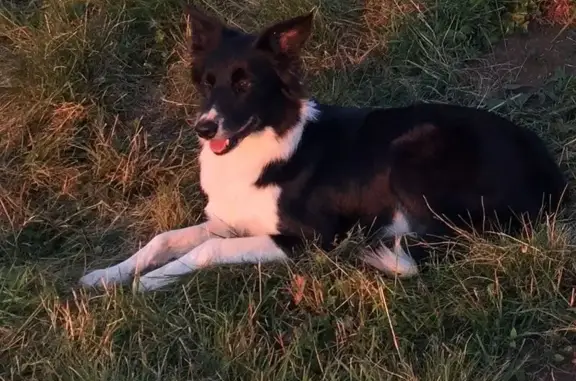 Animaux perdus , photo: Chienne âgée perdue Rue Neuve, Bertoncourt
