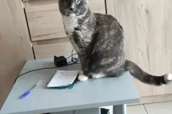 Chat perdu, La Roche-sur-Yon, photo: Chatte écaille perdue à La Roche-sur-Yon