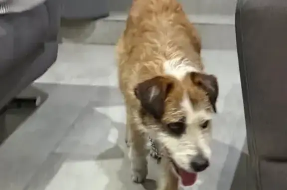 Perro encontrado Zapopan, foto: Perro Dócil Encontrado en Coto de Solares