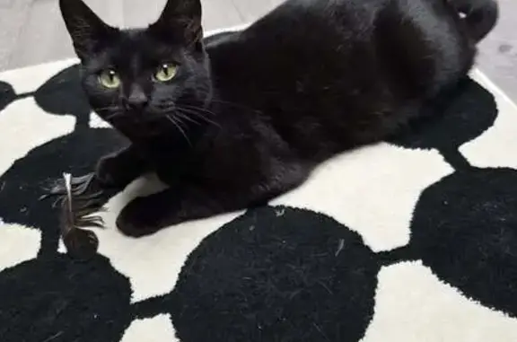 Lost Chubby Black Cat on Smithies Moor