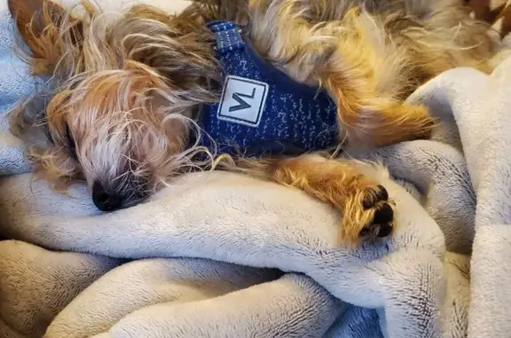 Lost Yorkie: Multicolored Fur & Blue Harness