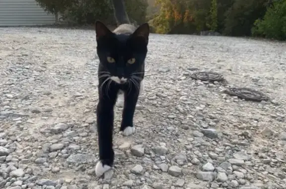 Chat perdu noir et blanc à Décines-Charpieu - photo