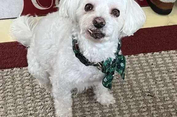 Missing dog West Yellowstone, photo: Lost White Dog: Pink Collar, Snaggle Tooth