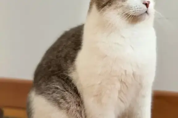 Chat perdue : Sacha, pelage unique à Pierry - photo