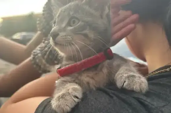 Lost and found pets Bismarck, photo: Found Kitten: Grey, Red Collar, Bismarck