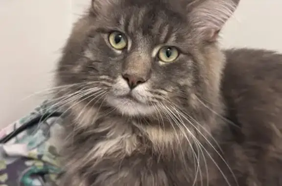 Chat Maine Coon gris perdu à Carquefou - photo