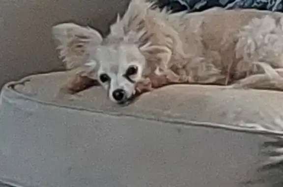 Missing dog Mililani Mauka, photo: Lost Chihuahua Mix 'Coco' on Welehu St