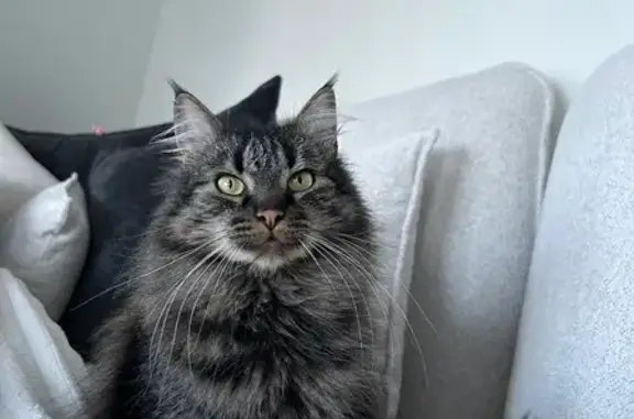 Chat perdu à Oberschaeffolsheim - photo